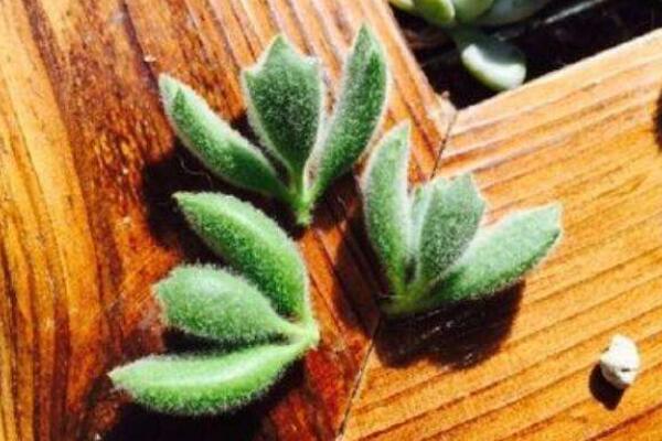 熊童子怎么繁殖成活率高，掌握繁殖技巧才是關(guān)鍵