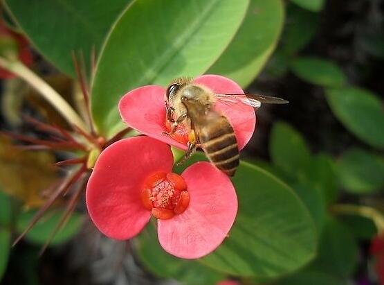 虎刺梅掉葉子怎么辦，四種原因以及解決方法