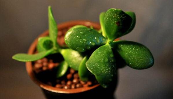 玉樹(shù)的葉子發(fā)軟發(fā)黃，防止這些問(wèn)題發(fā)生的解決方法