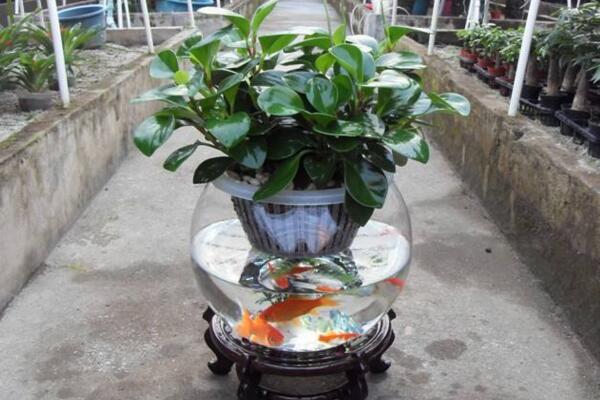 碧玉花能水養(yǎng)嗎，可以水養(yǎng)并且方法簡單