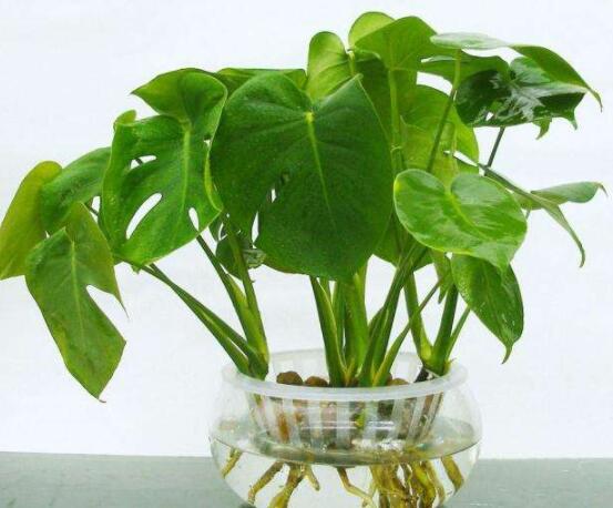 龜背竹水培方法和注意事項，教你超簡單三點步驟/勤換水