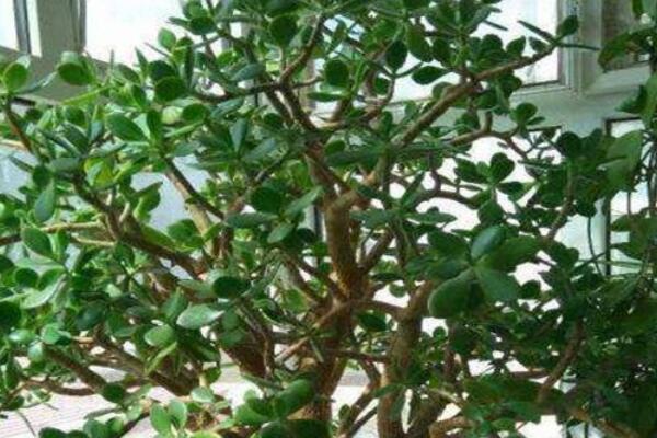 玉樹怎樣打頂和摘心