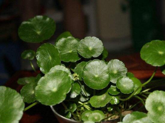 銅錢草水培好還是土培好，水培和土培兩者皆好