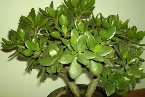 玉樹葉子發(fā)黃怎么回事，可以從以下5點來入手