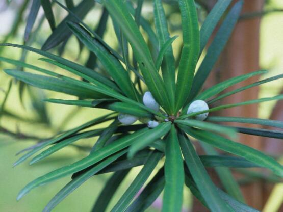 小葉羅漢松的養(yǎng)殖方法，老農(nóng)總結(jié)八大簡單易學(xué)的養(yǎng)殖技巧