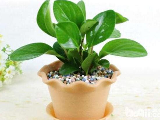 碧玉為什么會(huì)爛根，碧玉爛根怎么辦(換盆換土重新栽培)