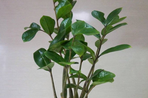 金錢樹的生長(zhǎng)期是什么時(shí)候