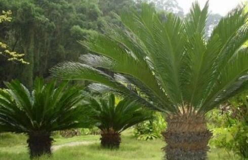 蘇鐵開花有什么征兆，開花之后是不會死的