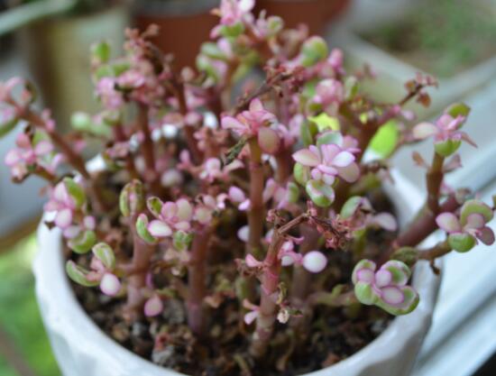 雅樂(lè)之舞夏天怎么養(yǎng)，主要注意做好遮陰降溫措施