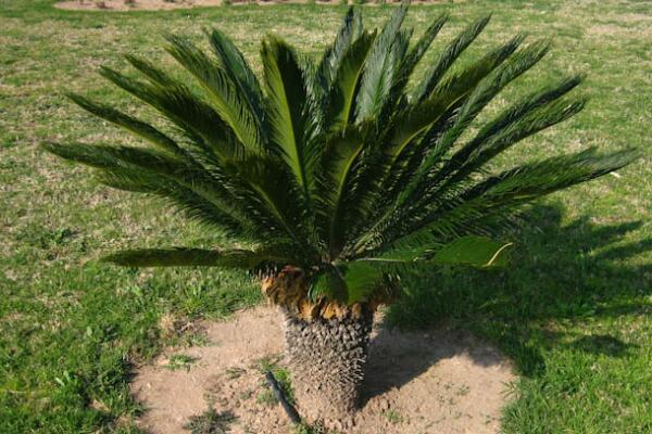 為什么家里不能養(yǎng)鐵樹，帶刺容易誤傷小孩