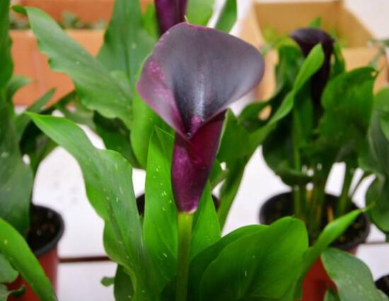 紫色馬蹄蓮花語是什么，代表著一種單純的愛