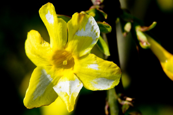 迎春花會(huì)落葉嗎