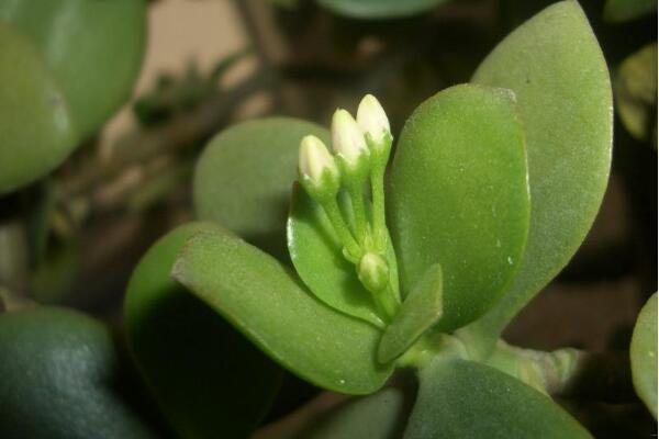 玉樹葉子發(fā)黃的處理方法，四種原因以及處理方法