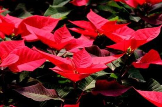 一品紅如何剪枝，春夏季節(jié)修剪最好(兩次摘心)