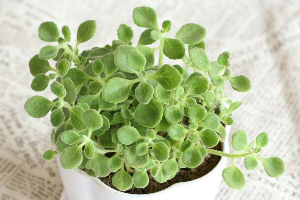 碰碰香爛根怎么辦，剪除爛根重新栽種