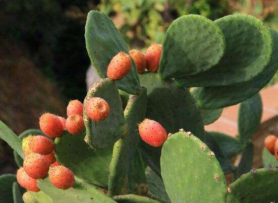 仙人掌的果實(shí)能吃嗎，食用可清熱解毒、養(yǎng)顏?zhàn)o(hù)膚