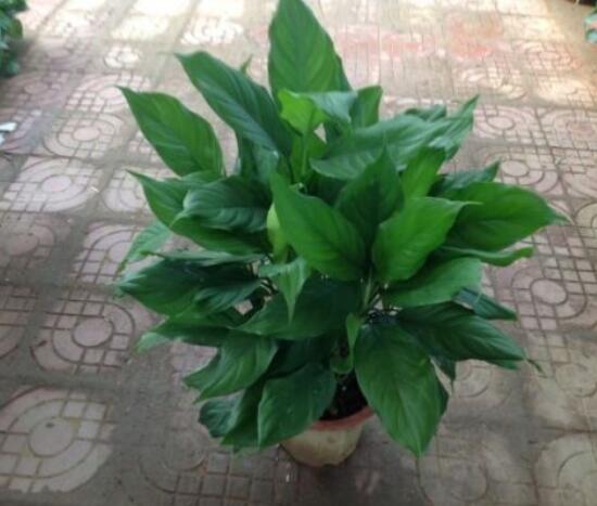 欣賞好看的萬年青圖片，枝葉青翠、紅如珊瑚、艷似瑪瑙