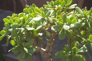 玉樹(shù)葉子為什么會(huì)發(fā)黃，玉樹(shù)葉子發(fā)黃怎么辦