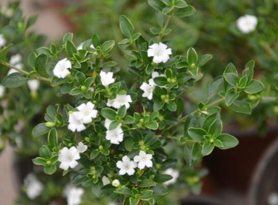 六月雪葉子發(fā)黑脫落怎么辦，做好三個(gè)要點(diǎn)即可恢復(fù)綠意