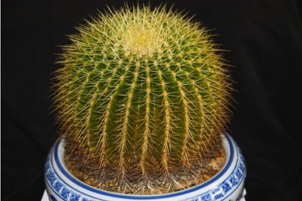 金虎仙人球變黃怎么辦，多半是澆水、溫度、光照三個(gè)方面沒(méi)做好