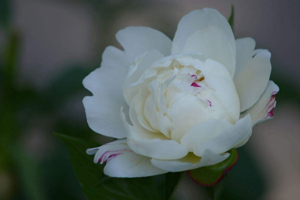 芍藥什么時(shí)候休眠