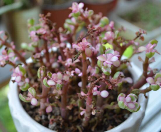 雅樂之舞怎么養(yǎng)出粉色，盆土合理/肥水結(jié)合/光照溫度適當