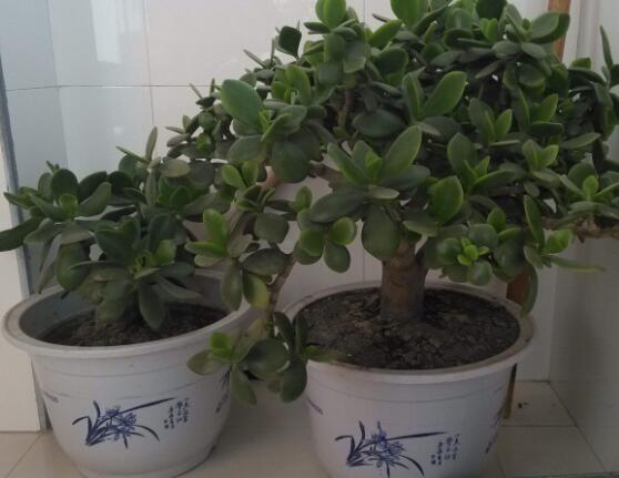 燕子掌用大盆還是小盆，大株用大一號盆/小株用小一號盆