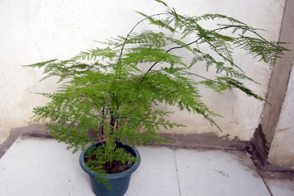 文竹冬天怎么澆水，保持土壤偏干燥即可