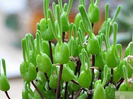 碧光環(huán)開花嗎，會(huì)開/從種植到開花需要5-7年(時(shí)間漫長)