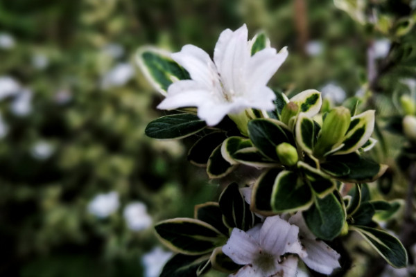 六月雪什么時候換盆，春季3月份很適合換盆