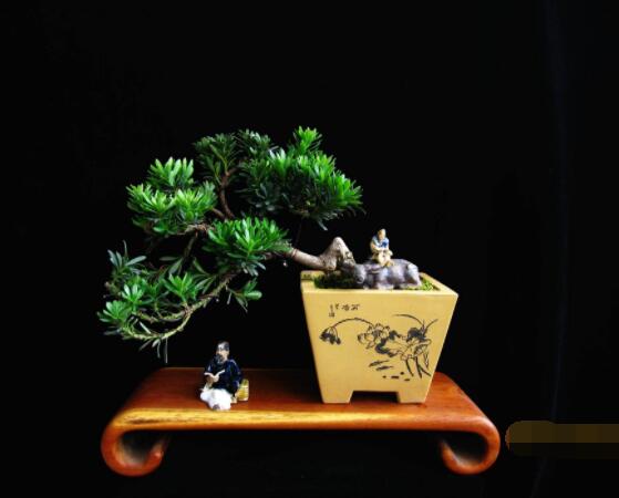 羅漢松可以放客廳嗎，可以/帶來(lái)主人家福氣、鎮(zhèn)守財(cái)寶