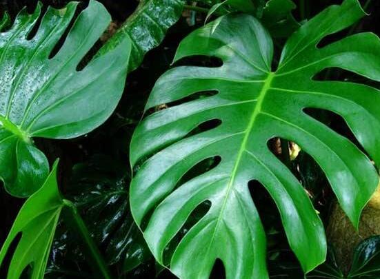 家里養(yǎng)龜背竹好嗎，吸收甲醛、凈化空氣、招財增壽