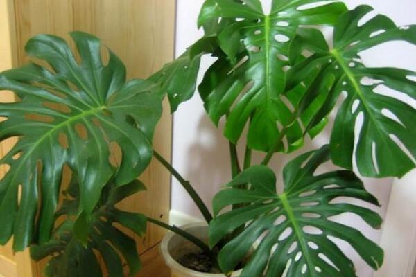 龜背竹可以扦插水培嗎，龜背竹水培扦插方法