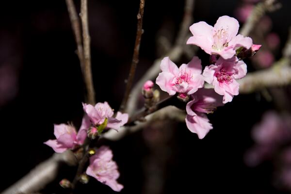 桃花有毒嗎，只有少部分人對桃花粉過敏