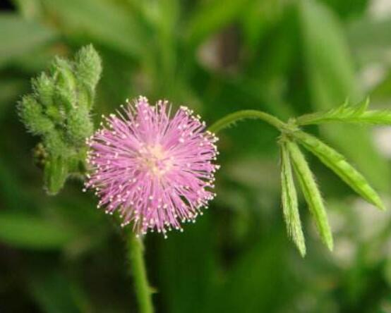 常碰含羞草有毒嗎，導(dǎo)致頭發(fā)眉毛發(fā)黃脫落(最好避免)