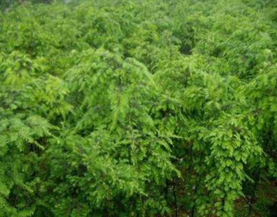 紅豆杉的功效與作用，紅豆杉八大功效與作用