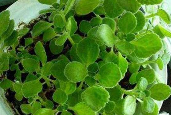 碰碰香放臥室可以嗎，可以/醒腦提神、凈化空氣、驅(qū)趕蚊蟲