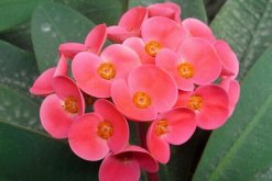 虎刺梅一年開幾次花，只要養(yǎng)護得當虎刺梅可以四季開花