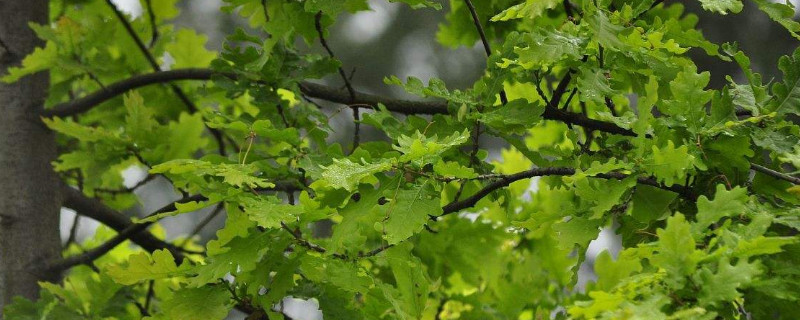 槲樹果實(shí)能吃嗎