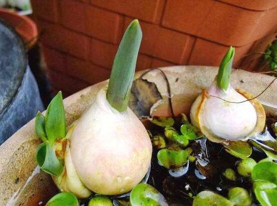 風信子種球發(fā)霉怎么辦，涂抹滅菌靈、保持創(chuàng)面干燥