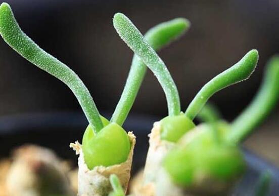 碧光環(huán)發(fā)芽后要澆水嗎，需要/只需要保持濕潤(rùn)環(huán)境即可