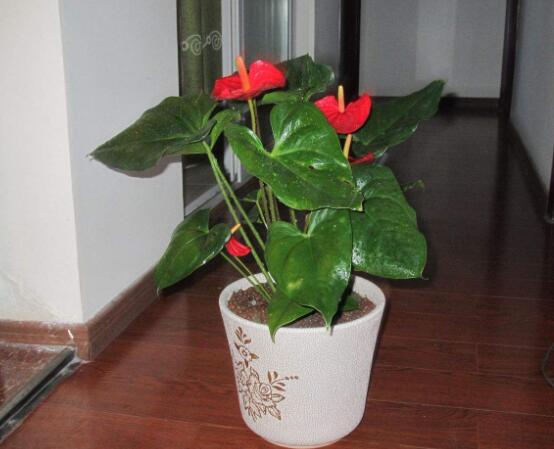 紅掌葉子發(fā)黃焦邊干枯是怎么回事，教你最直接有效三種解決措施