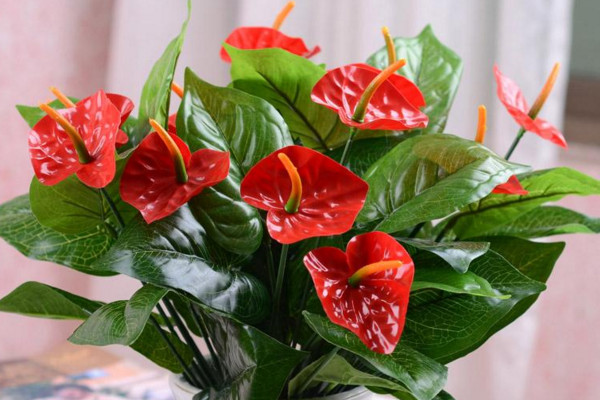 紅掌葉子發(fā)黃怎么補救，改善土質(zhì)補充光照