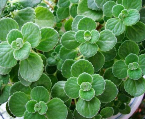 碰碰香和薄荷的區(qū)別，解析一眼就能分辨出的兩種方法