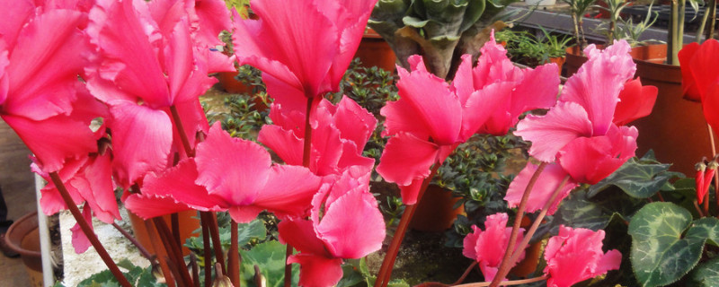 仙客來(lái)用深盆好還是淺盆好