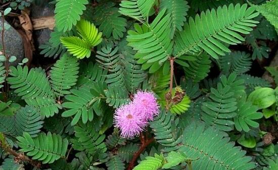 含羞草怎么養(yǎng)活，做好五個要點(diǎn)存活率百分百