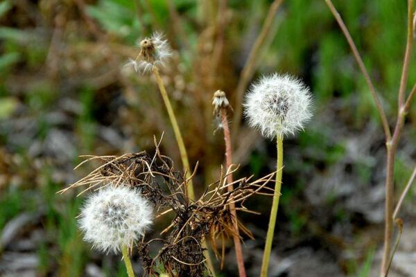 蒲公英的病害防治，常見(jiàn)病害以及防治方法
