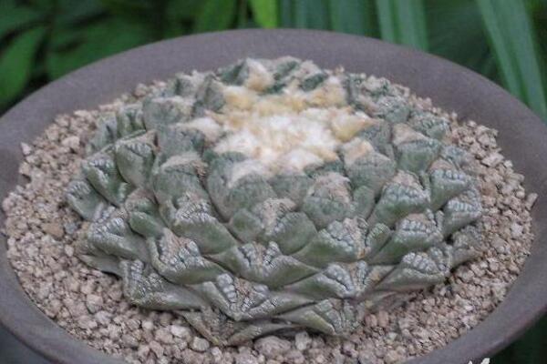 最名貴的仙人球，長相都非常奇特