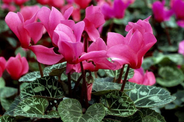 仙客來葉子發(fā)黃的原因