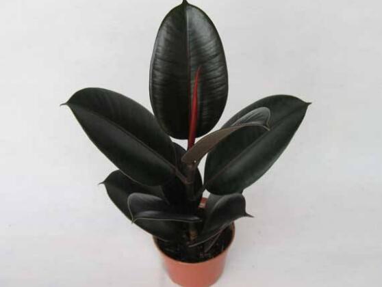 橡皮樹怎么養(yǎng)，牢記七個步驟就可養(yǎng)好